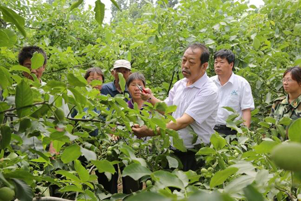 圖為李保國(guó)在田間為農(nóng)戶(hù)講解核桃栽培實(shí)用技術(shù)。
